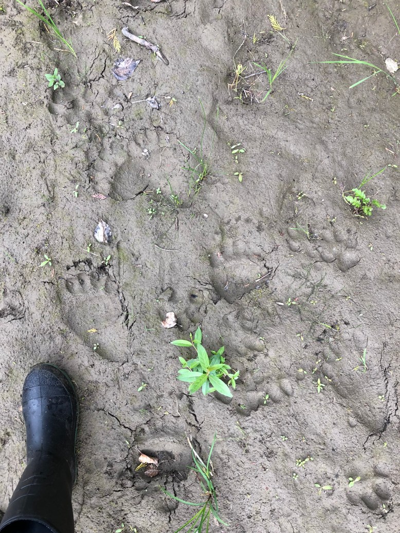 D0BA4DCA-EE6E-4D92-93C5-41C6861F07B8